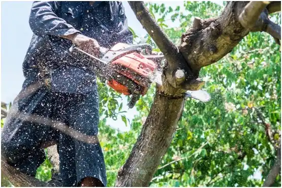 tree services Leedey